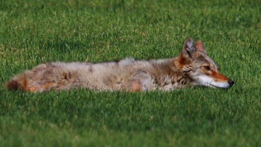 How coyote are hunting in communities and how Pets Patio helps protect