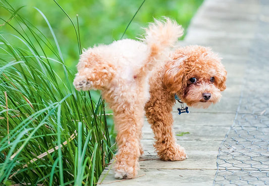 PETS PATIO, A SOLUTION TO PETS TOILET TRAINING AND FREEDOM FOR OWNERS